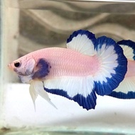 ikan cupang pelakat blue rim jantan