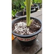 colocasia Whitelarva