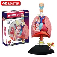 The original 4 d master educational toys 4 d master human lung anatomy assembled model can use medicine