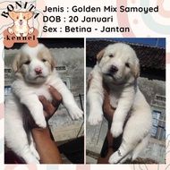 Golden Retriever Mix Samoyed Anak Anjing Golden Samoyed Jantan Betina