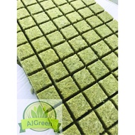 Rockwool Cube 98 PC for Hydroponic Aquaponic Seed Germination Rock Wool Semai Benih Hidroponik Akuap