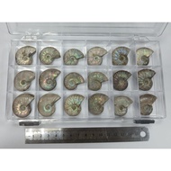 ~~ star~Colorful Spotted Ammonite (Madagascar)~350~Ammonite Fossil~Random Shipment~