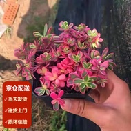 Moyi（MOYI）Sun Flower Brocade Multi-Head Group Succulent Plant Pot Succulent Novice Plant Office