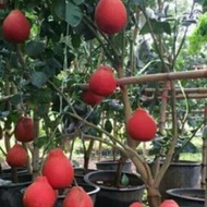 COD Bibit Tanaman Buah Jeruk Red Pamelo okulasi Unggulan cepat berbuah