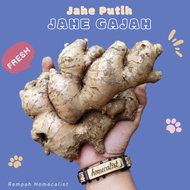 Jahe Putih Segar Jahe Gajah