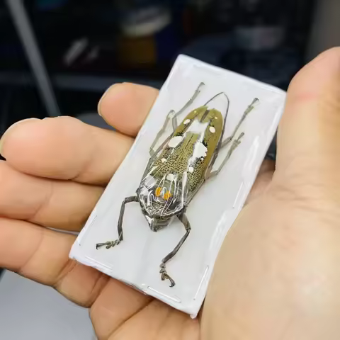 Batocera Celebiana Real Insect Specimens Mechanical Punk Specimens DIY Crafts Home Decoration Teachi