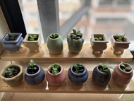 小盆栽 🪴蕾絲公主植物（學名：Kalanchoe laetivirens）是景天科落地生根屬的多年生肉質草本多肉植物 （一盆$10）改善健康、事業、財運、愛情 風水 家居辦公室擺設
