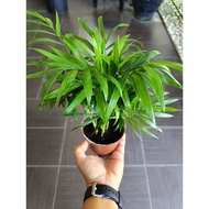 bamboo palm small pot