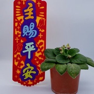 芥菜種-不織布揮春- 主賜平安