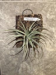 Tillandsia Leonamiana 空氣鳳梨