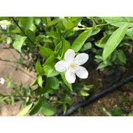 Bunga Jasmin Thai / Bunga Putih