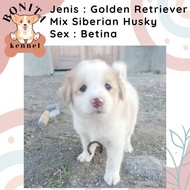Golden Retriever Mix Samoyed Anak Anjing Golden Samoyed Jantan Betina