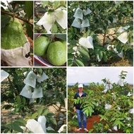 100 TÚI BỌC ỔI  SOÀI  NA  KT 18x18  CHẤT LIỆU LƯỚI MÙNG CÓ DÂY RÚTTÚI BỌC TRÁI CÂY