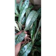 PAPHIOPEDILUM JAVANICUM/anggrek kantong semar kasut hija wilsdi 2662lt