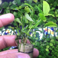 Sindo - Anubias Pinto Aquascape Plant