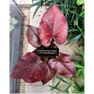 Keladi Thailand Pokok Keladi Hiasan Pokok Keladi ID