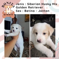Siberian Husky Mix Golden Retriever Anak Anjing Husky Golden