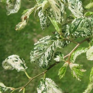 Bahan Bonsai Ulmus Parvifolia - Ulmus micro variegata Bahan bonsai - Hebat Garden Store