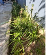 Buah Nenas Batu untuk rawatan batu karang