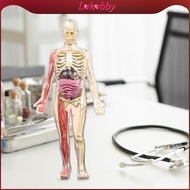Lohobby 3D Human Body Model DIY Skeleton Toy,Removable Parts,Glow in Dark Educational