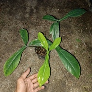 Philodendron 69686_By Saudagar Aroid