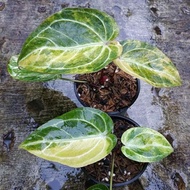 anthurium red magnificum variegata