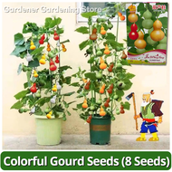 เมล็ดพันธุ์ น้ำเต้าเซียนจิ๋ว บอนสี เมล็ดน้ำเต้าเซียนเล็ก บรรจุ 8เมล็ด Mini Ornamental Bottle Gourd Seeds เมล็ดดอกไม้ เมล็ดพันธุ์ผัก เมล็ดบอนสี ต้นไม้ประดับ บอนสีหายาก ไม้ประดับ บอนไซ บอนกระดาดด่าง เมล็ดพันธุ์พืช ปลูกง่าย ผลดก ประดับตกแต่งเรียกโชคดีได้