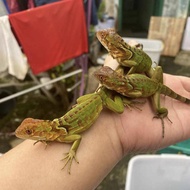 Reptil - red iguana baby - baby super red iguana - iguana red