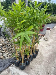 Cây 🌲 Trúc Chỉ Vàng 1m2 bụi 3 cây