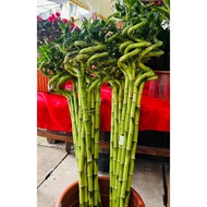 Lucky Bamboo Twist