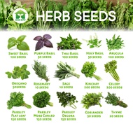 Herb Seeds - Basil Rosemary Oregano Thyme Sage Celery Kinchay Lemon Balm Mint Holy Sweet Thai Purple