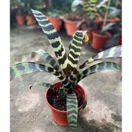 [Outdoor Plant] Bromeliad Neoregelia Series 彩叶凤梨系列