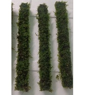 pokok hiasan aquarium java moss on bamboo stick