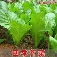Benih Sawi Pahit Manis Hakka/Benih Sawi Hakka Manis(300 Seeds)/客家甜芥菜籽/Hakka Sweet Mustard Seeds