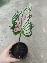 บอนสี ฮกหลง  ราชินีแห่งไม้ใบ  ส่งเป็นต้น ในกระถาง 3-4นิ้ว  249  บาท