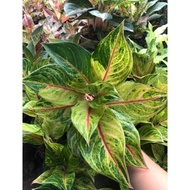 AGLAONEMA RED PANAMA INDUK