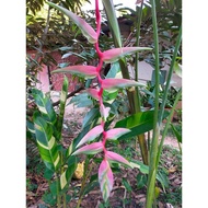 ต้น หน่อ เหง้า เฮลิโคเนีย Heliconia เรนโบว์ rainbow แจ็คควินิไอ Jacquinii บีฟสเต็ก Beefsteak คาลิเบียน แดง Caribe red เทอร์โบ turbo เซ็กซี่พิ้งค์ Sexy pink บิ๊กบัด Big Bud รอลินเลียนา rauliniana บันไดสวรรค์ spp.&amp; hybrid คาวายูชิ Kawauchi ลอปเตอร์คอลทู Lob