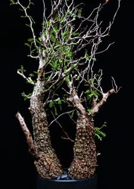 (364) 雙頭列加氏漆樹　The elephannnt tree/ Operculicarya decaryi /  塊根植物 Caudex / 另售象牙宮、龜甲龍、念珠橄欖、橄欖樹、象足漆樹