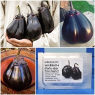 เมล็ดพันธุ์ มะเขือม่วง มิโตโย ญี่ปุ่น Mitoyo Eggplant Seed 20 เมล็ด คุณภาพดี ราคาถูก ของแท้