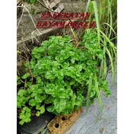 25 / Keratan Bayam Brazil / Cutting Bayam Brazil / Brazillian Spinac / BENIH BAYAM BRAZIL / 25 KERAT