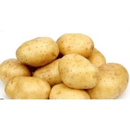 Ubi Kentang / Potato  1KG