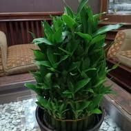 NEWEST Lucky Bamboo