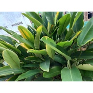 🌿🌹daun lerek / lirik / daun lemang sehelai🌹🌿