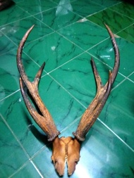 Tanduk Rusa Asli Maluku cabang 6