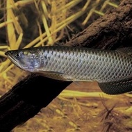 IKAN HIAS IKAN JARDINI ARWANA BATIK BIG SIZE TERLARIS