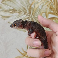 crocodile skink (kadal duri )