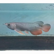 Baru Arwana Golden Red 30 Cm. Ikan Arwana Gr Hb. Ikan Predator. Hias.