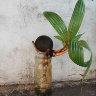 kelapa kuning minion - kelapa kuning bonsai - bibit kelapa minion LZ