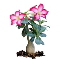 Desert Rose / 沙漠玫瑰 / Kamboja Jepun / रेगिस्तानी गुलाब (Singapore: Adenium Plant) – Beautiful Flowers