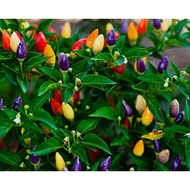 20pcs seeds BOLIVIAN RAINBOW chili